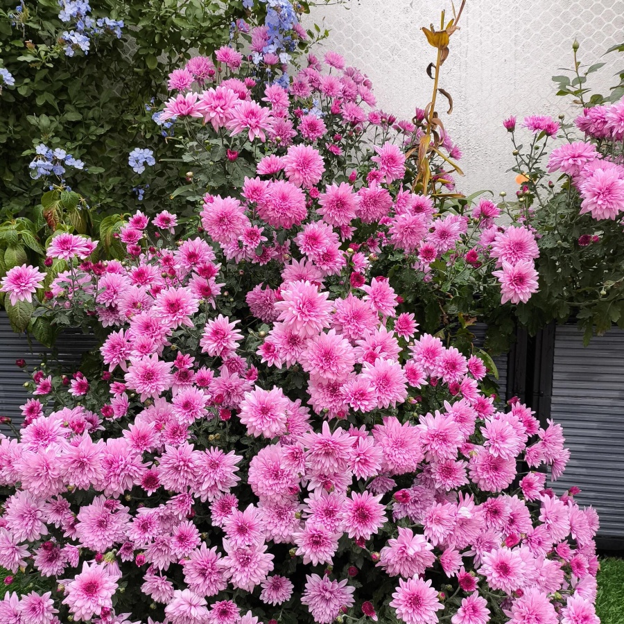 荷兰菊3.jpg