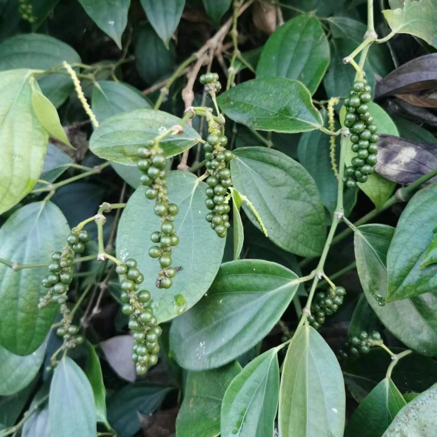 黑胡椒6.jpg