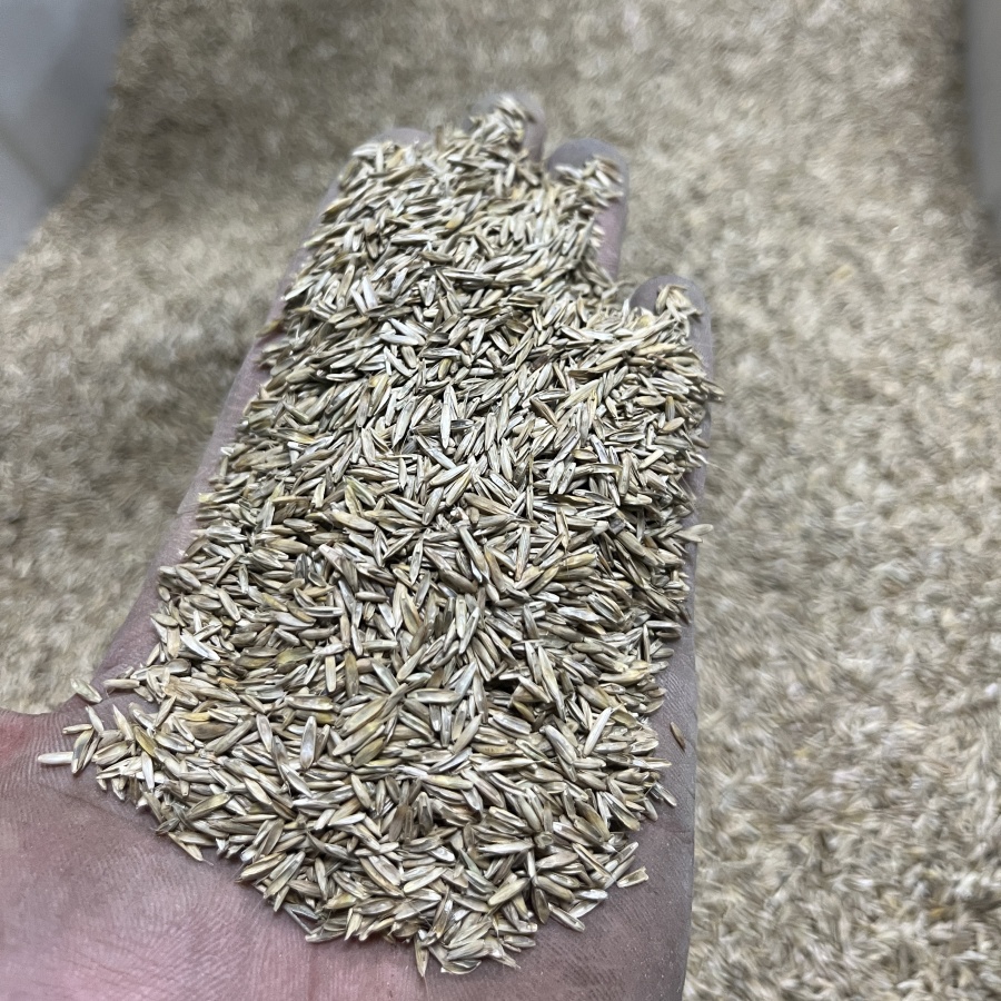 黑麦草2.jpg