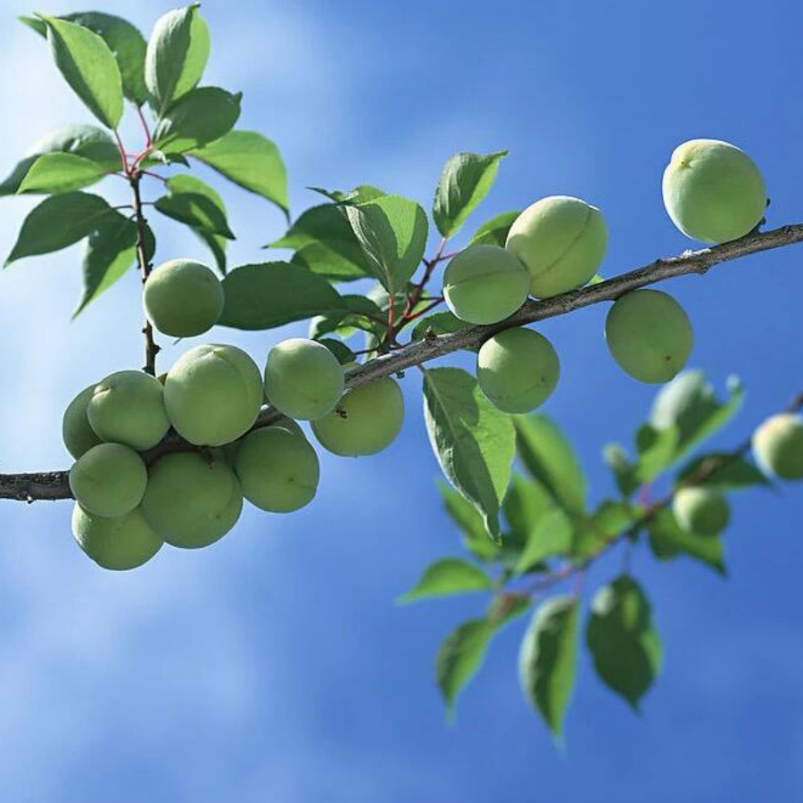 黑梅2.jpg