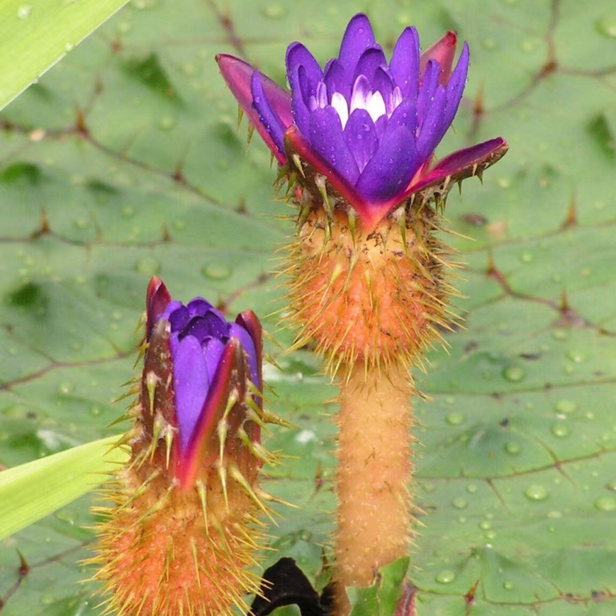 芡实3.jpg