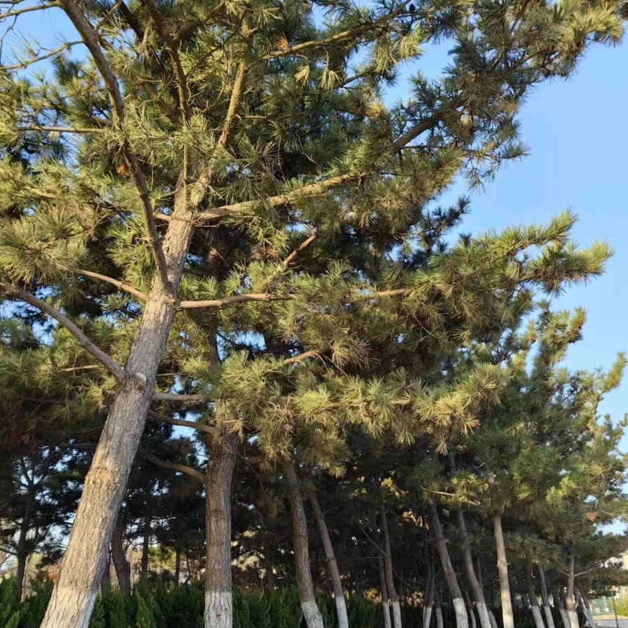 黑松8.jpg