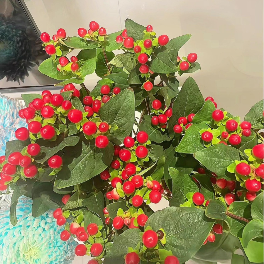 紅豆3.jpg