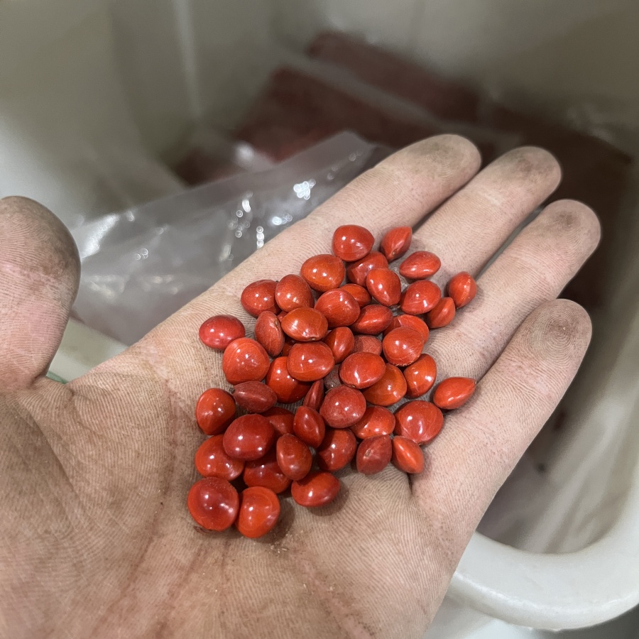 紅豆2.jpg