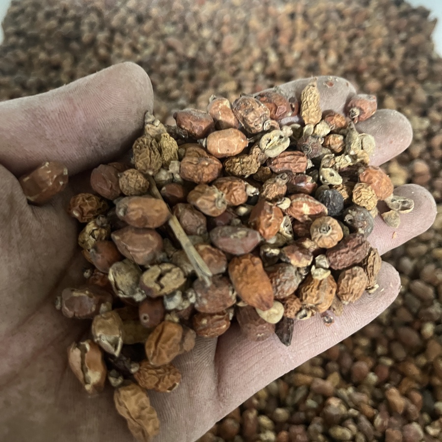 紅豆寇2.jpg