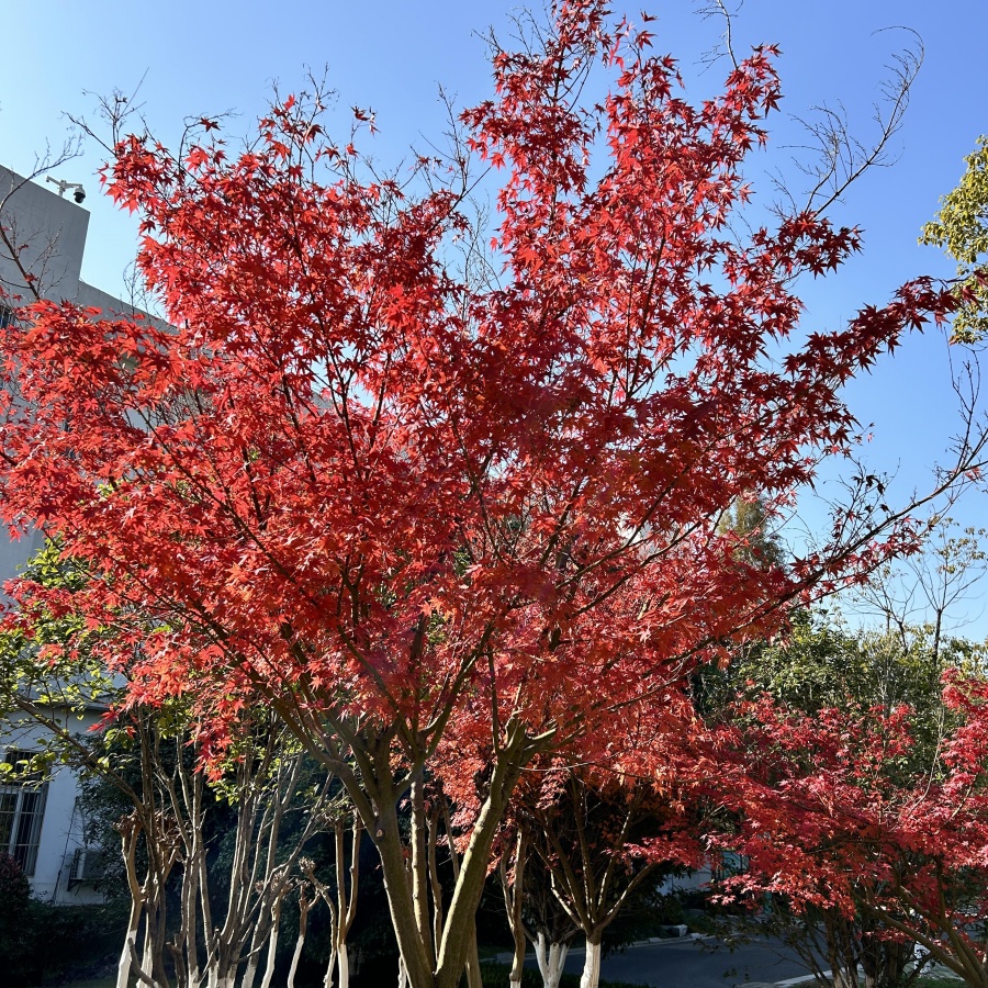 红枫5.jpg