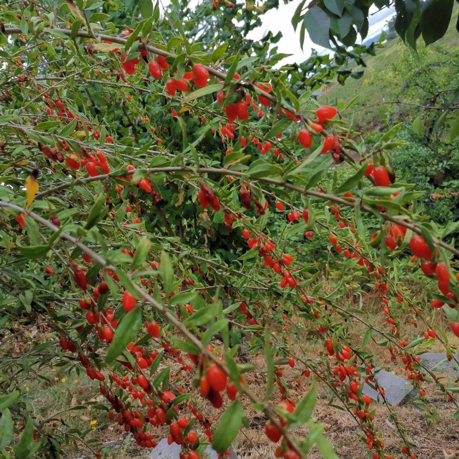 红枸杞3.jpg