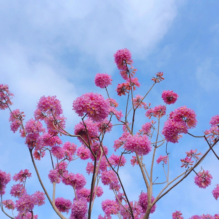 红花风铃木7.jpg