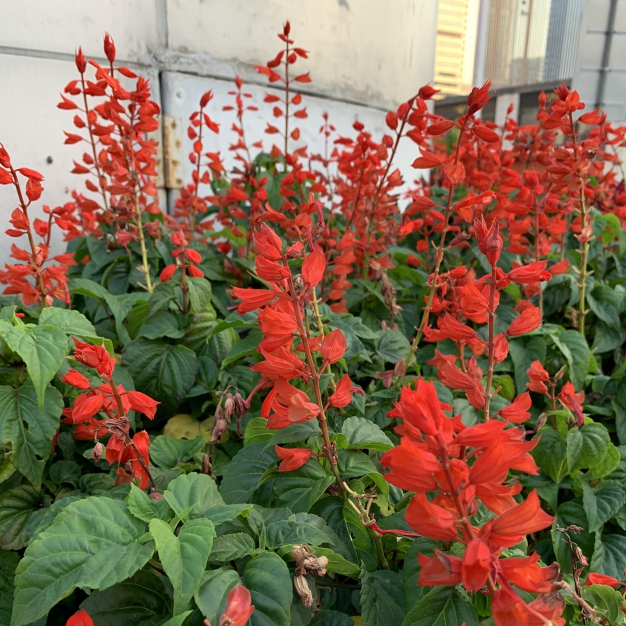 红花鼠尾草3.jpg