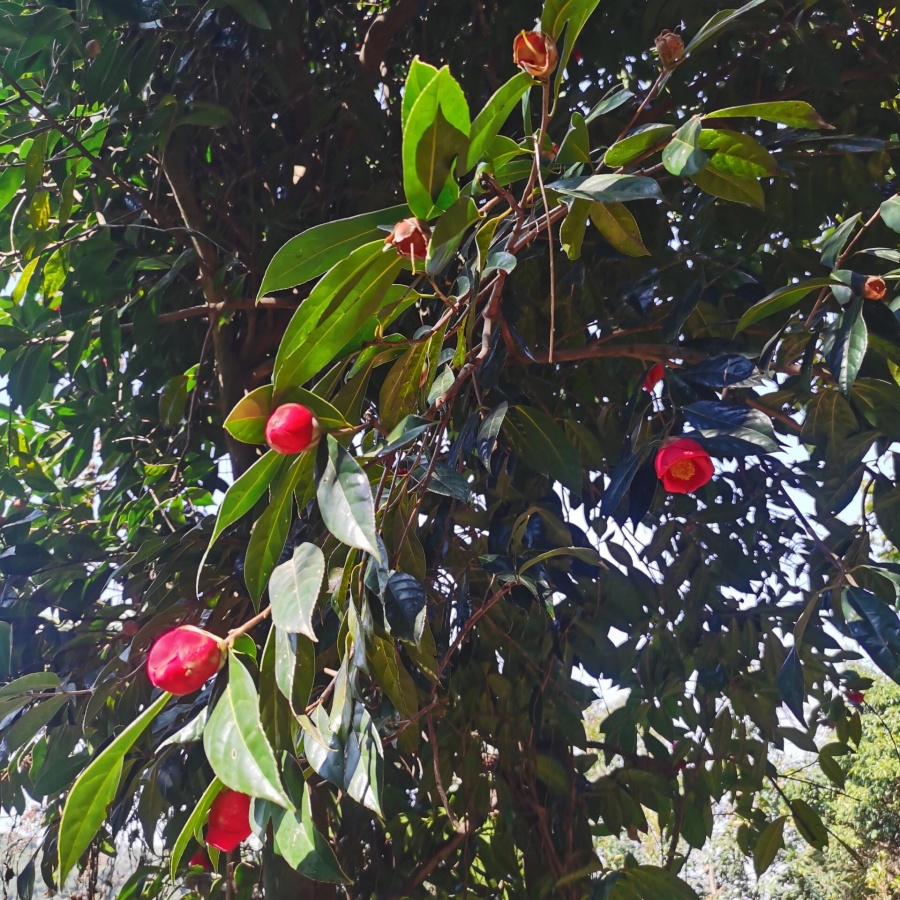 红花油茶4.jpg