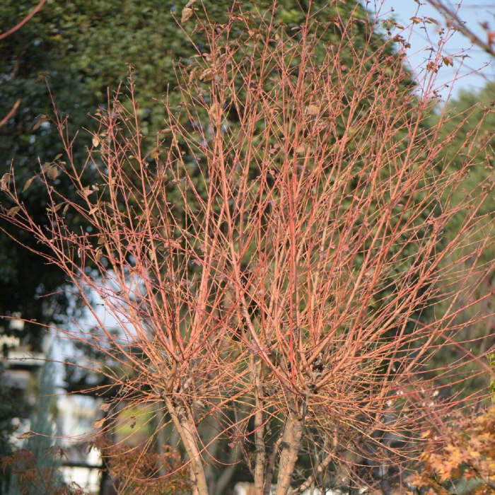 红瑞木8.jpg