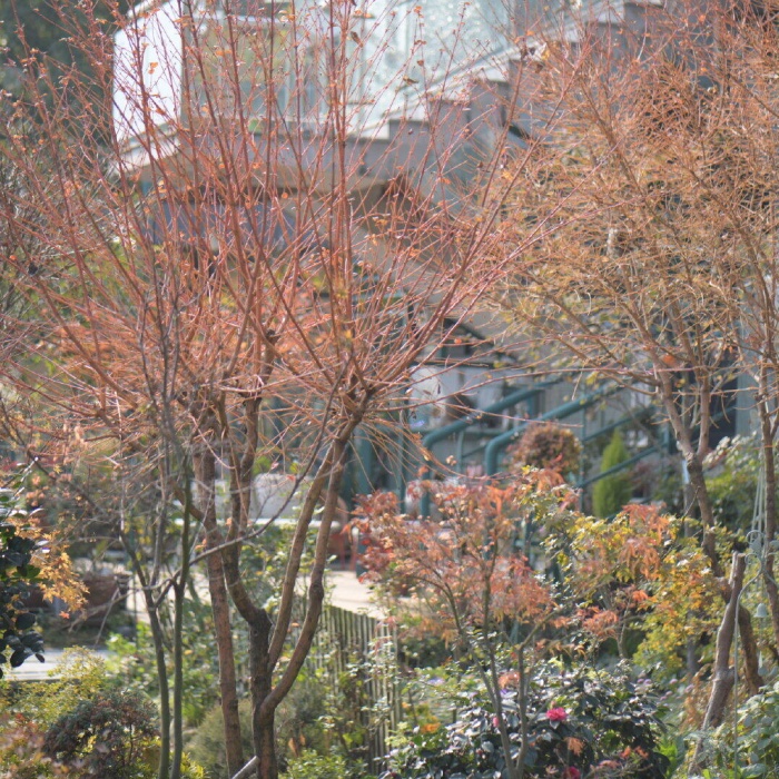 红瑞木9.jpg