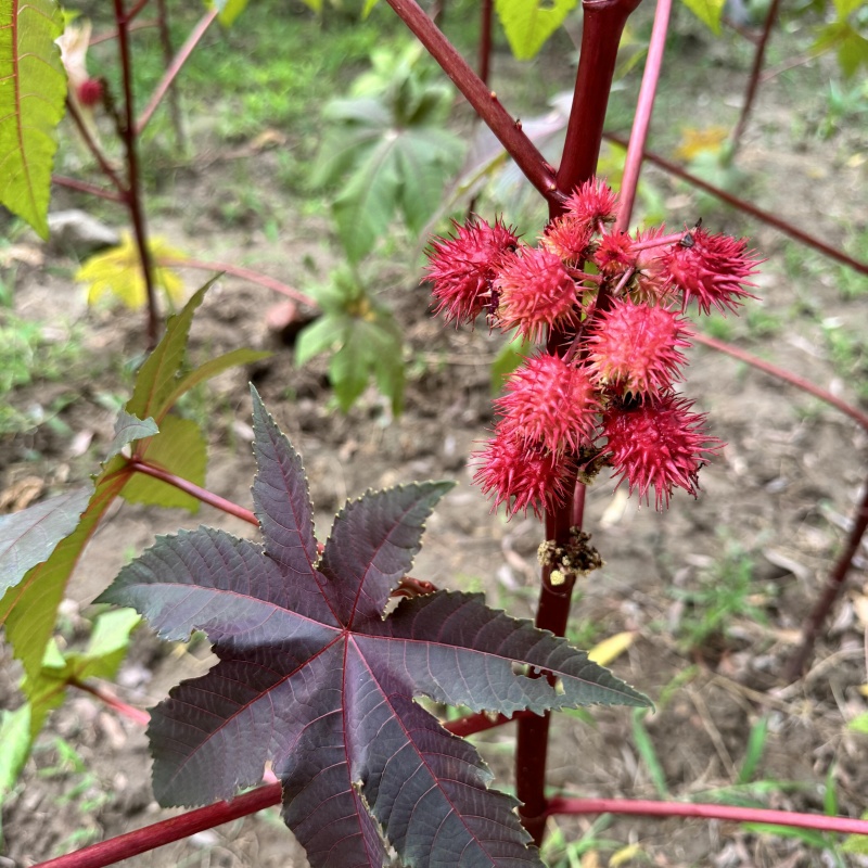 紅色蓖麻3.jpg
