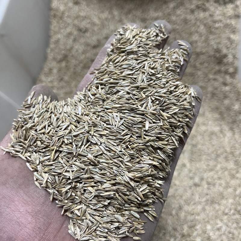 護坡高羊茅2.jpg
