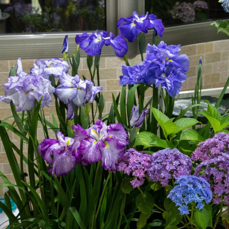 花菖蒲4.jpg