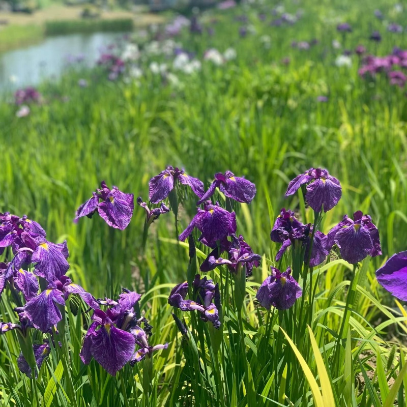 花菖蒲8.jpg