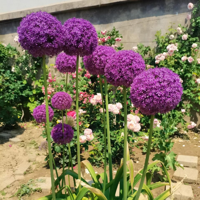 花葱4.jpg