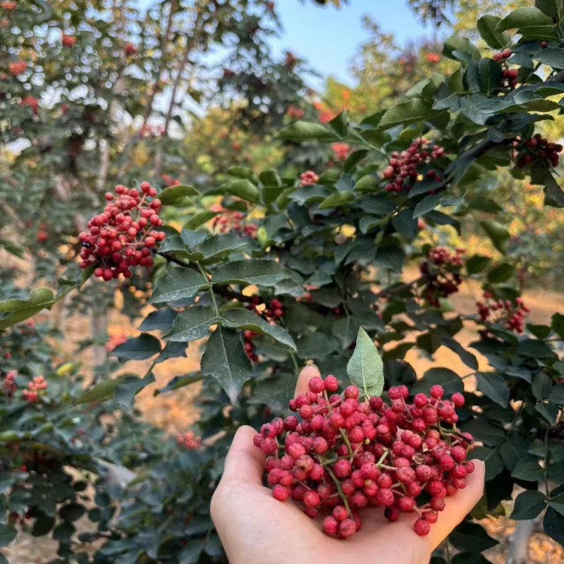花椒3.jpg