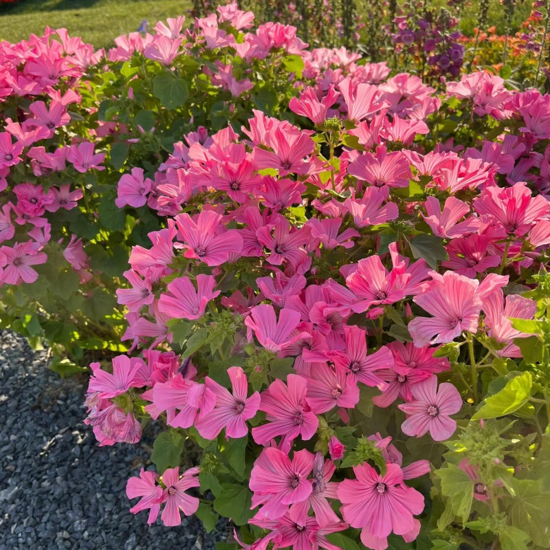 花葵4.jpg
