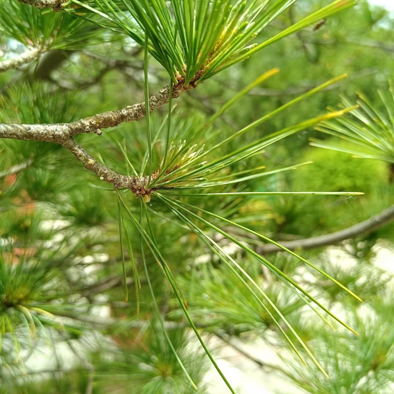 華山松5.jpg