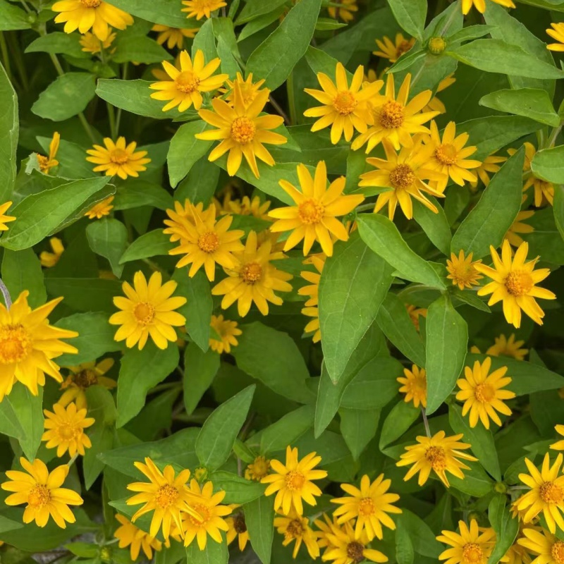 皇帝菊5.jpg