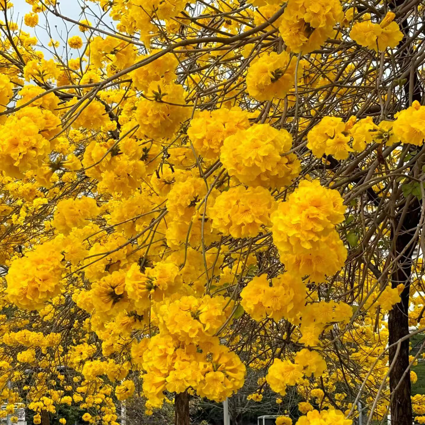 黄花风铃木3.jpg