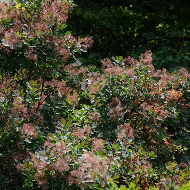 黄栌5.jpg