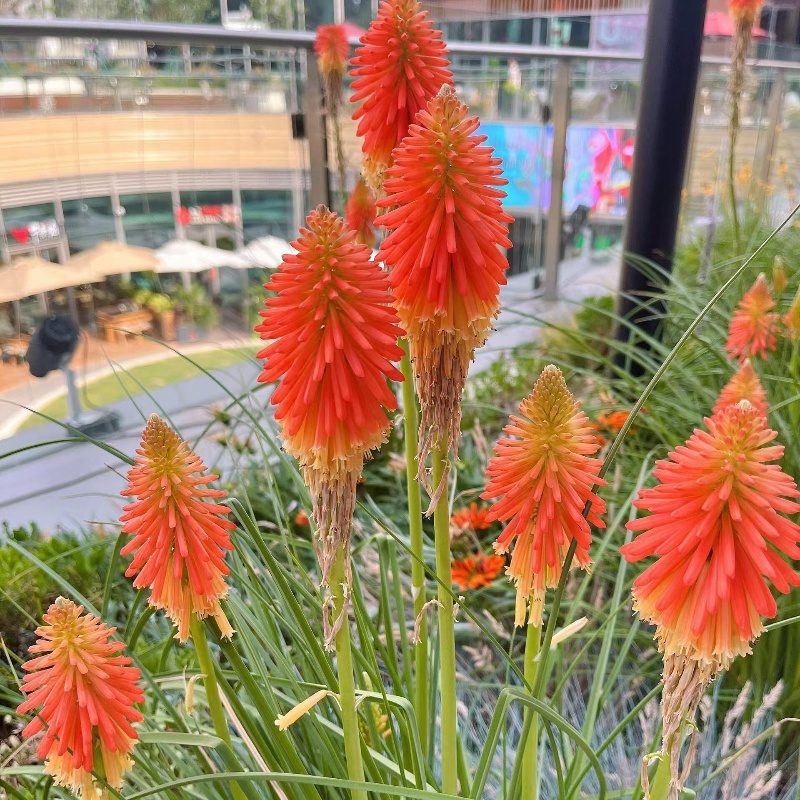 火炬花2.jpg