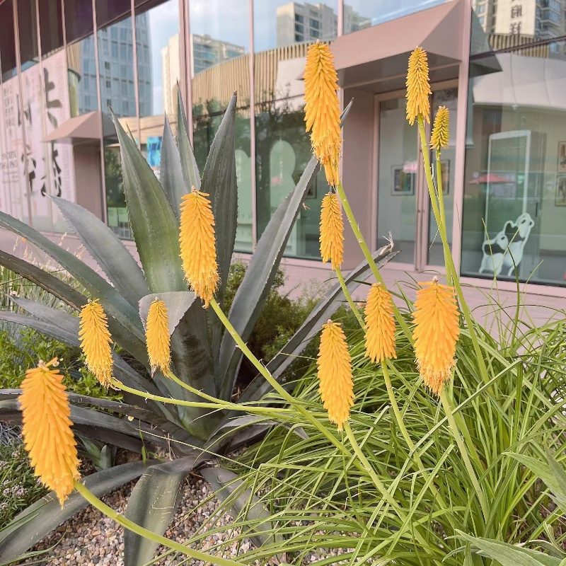 火炬花3.jpg
