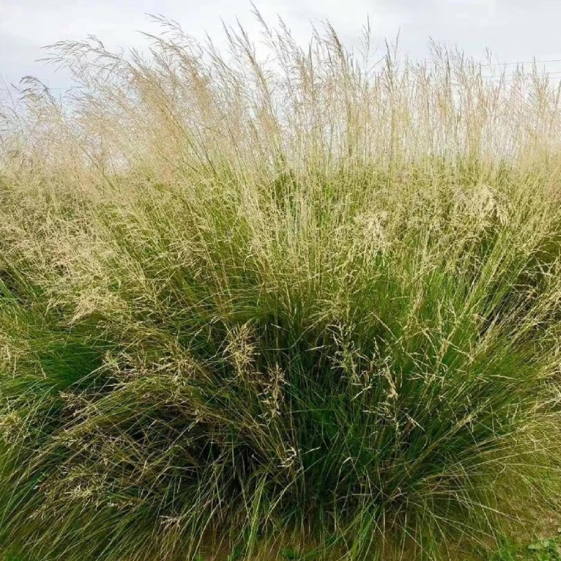 芨芨草3.jpg