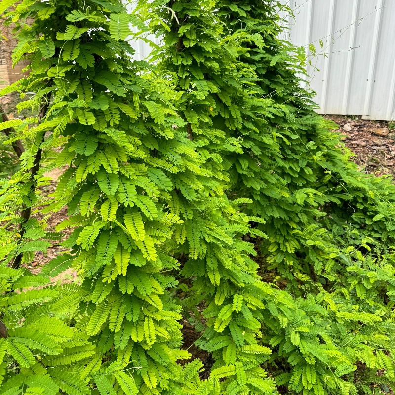 鸡骨草3.jpg