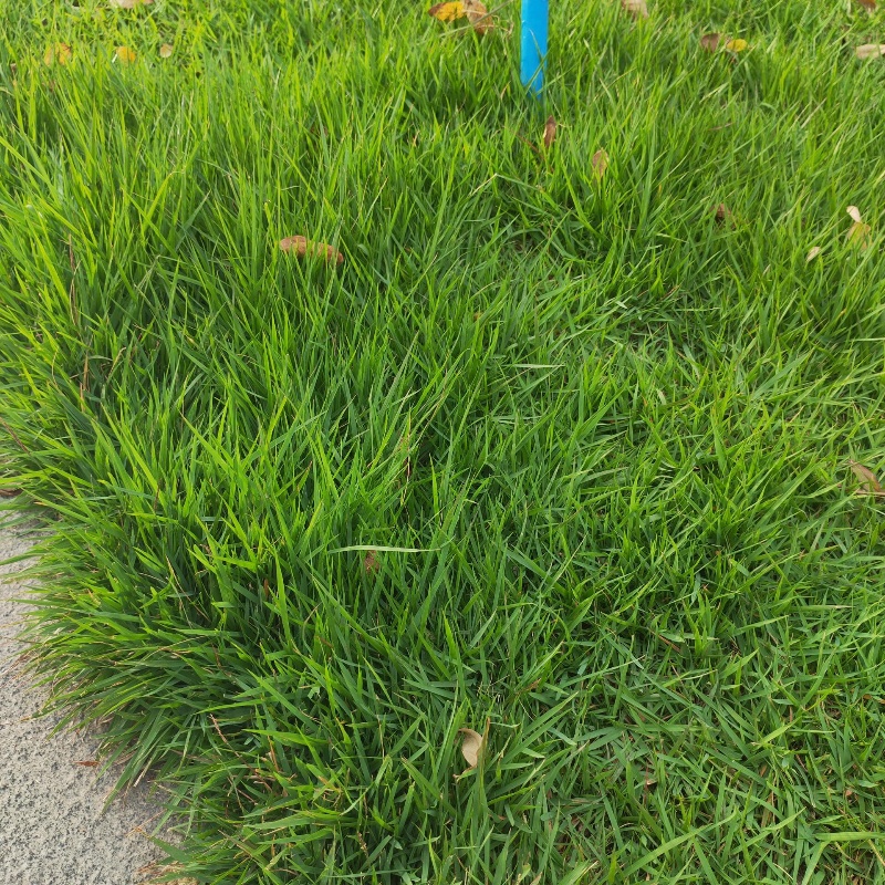 结缕草3.jpg