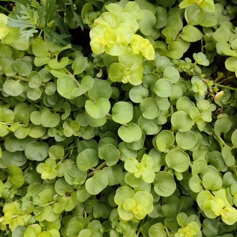 金钱草3.jpg