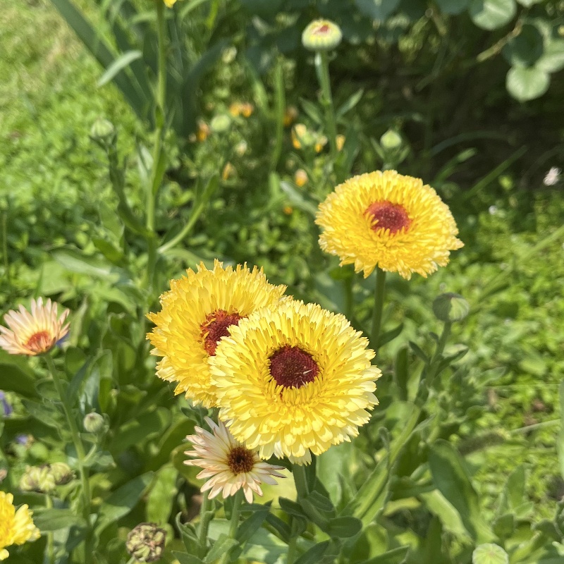 金盏菊3.jpg