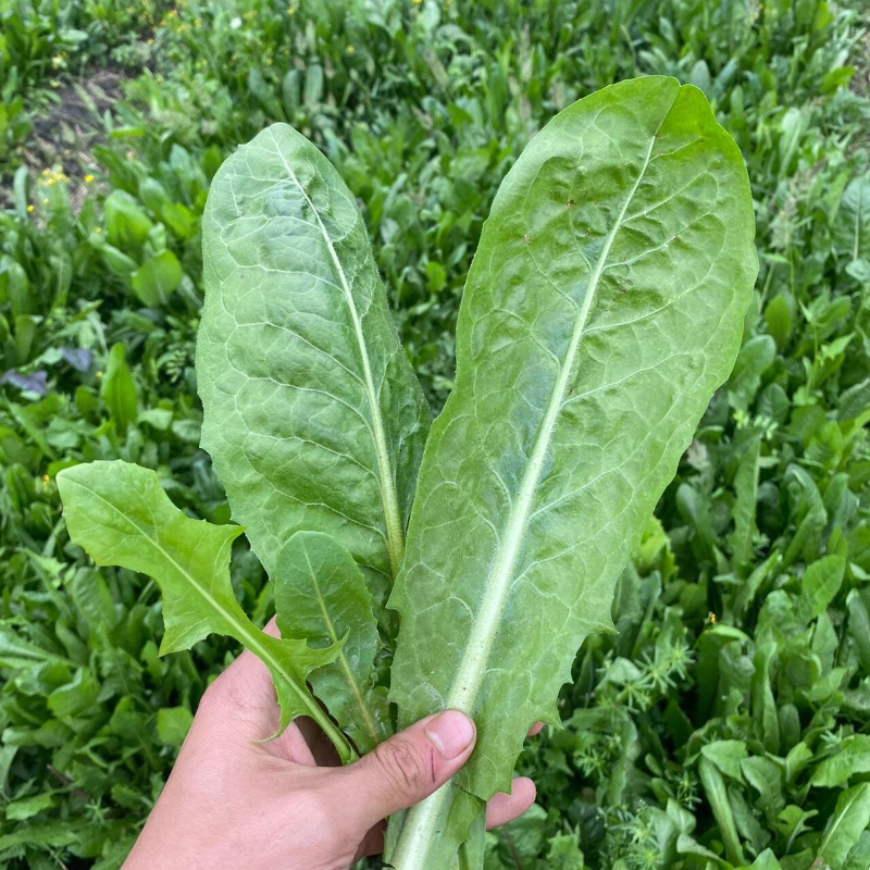 菊苣3.jpg