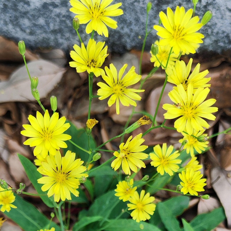 苦蕒菜3.jpg