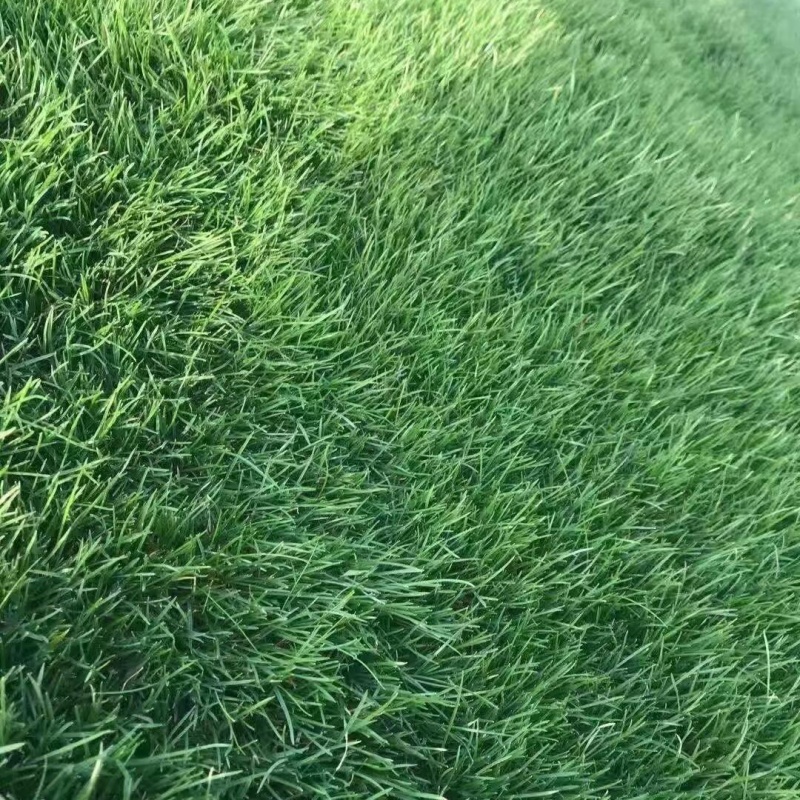 藍標黑麥草3.jpg