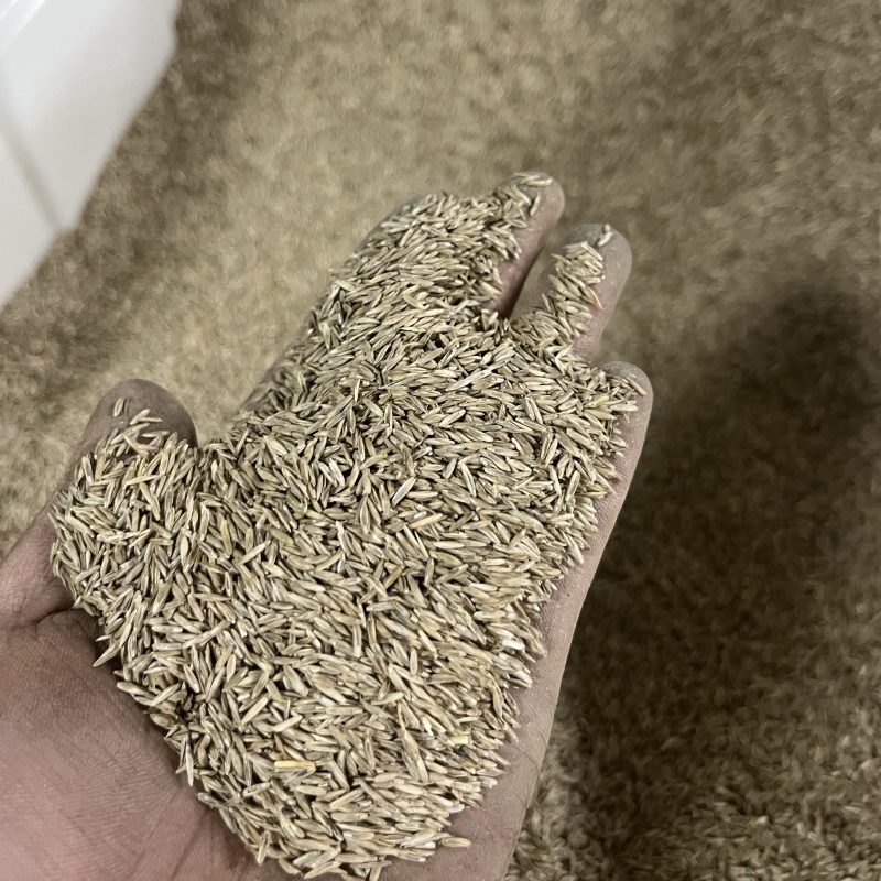 藍標黑麥草2.jpg