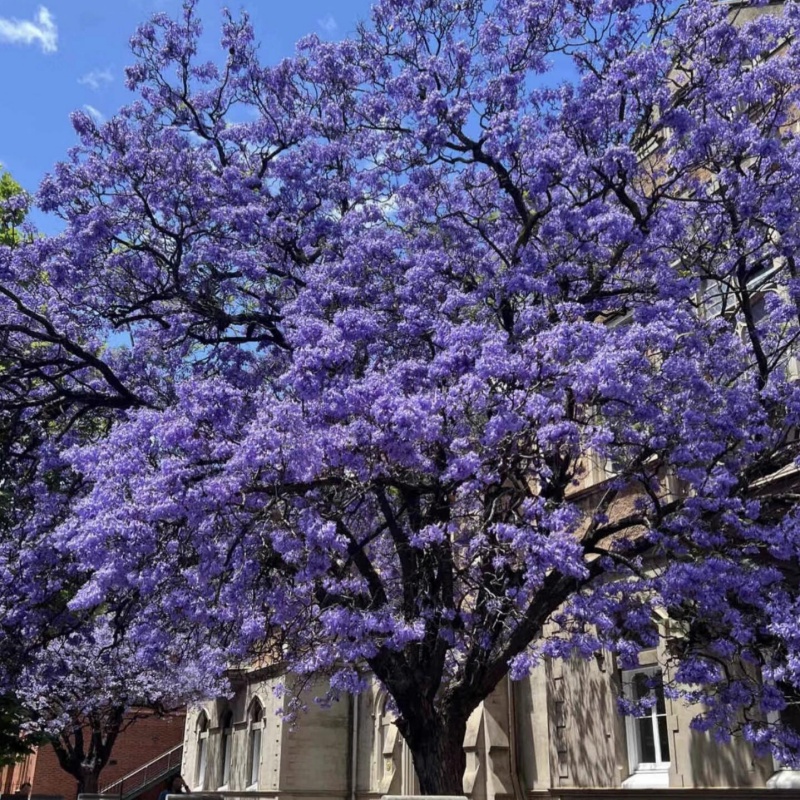 藍花楹5.jpg