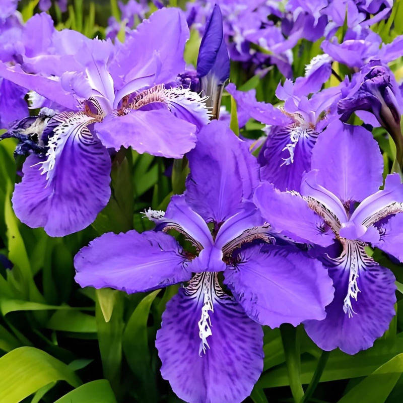藍花鳶尾3.jpg