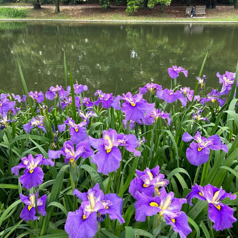 藍花鳶尾6.jpg