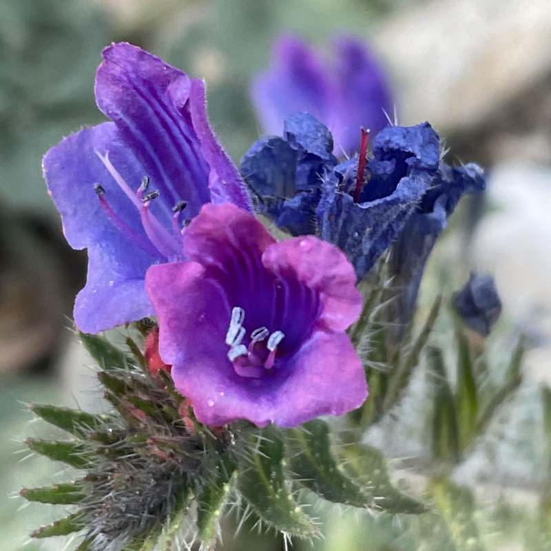 藍薊3.jpg