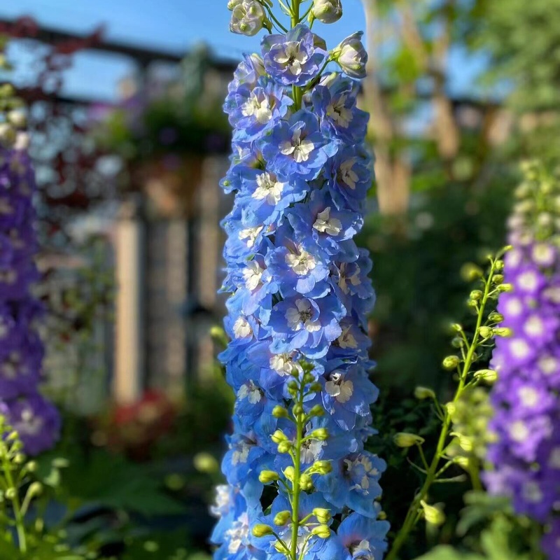 蓝花飞燕草3.jpg