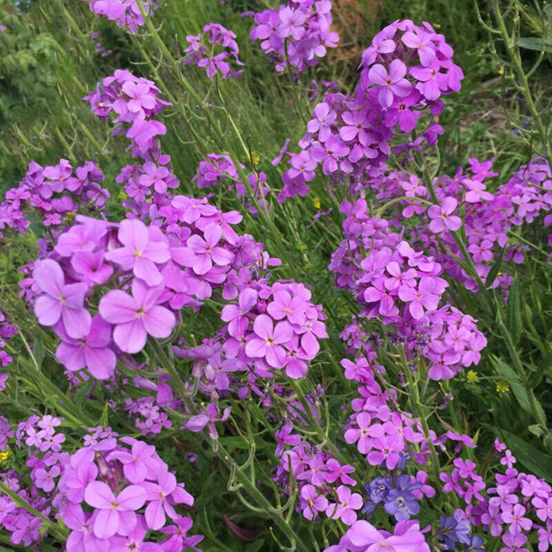 蓝香芥3.jpg