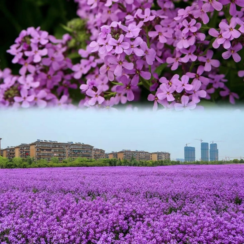 蓝香芥6.jpg