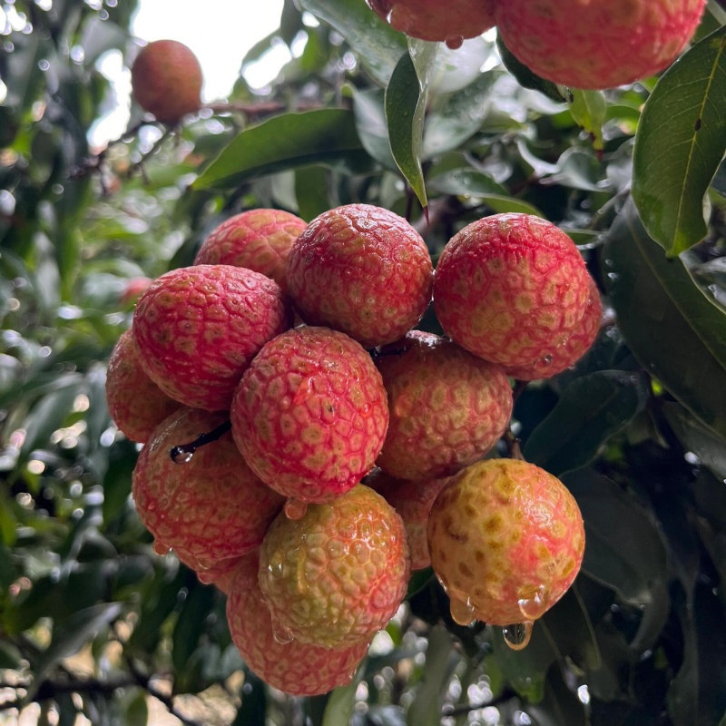 荔枝3.jpg