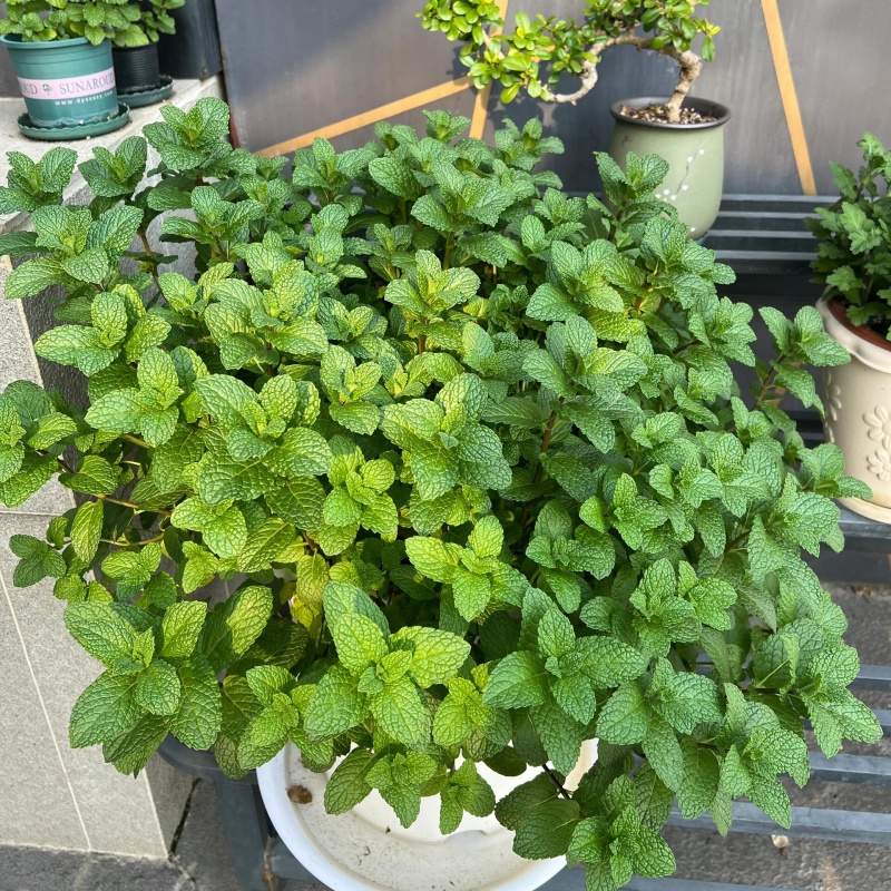 留蘭香薄荷3.jpg