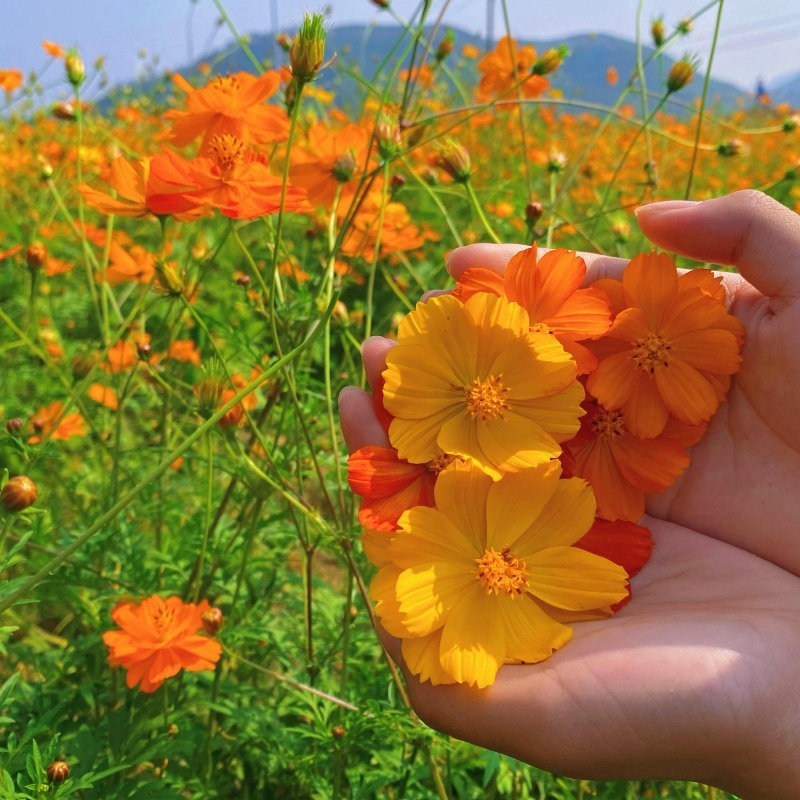 硫化菊3.jpg