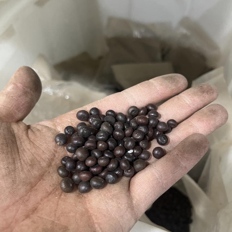 龙鳞棕2.jpg