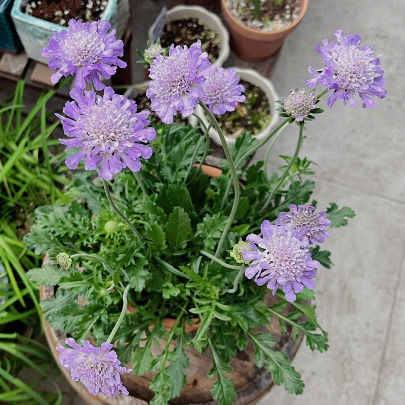 轮锋菊6.jpg